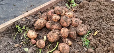 Выращиваю картофель в мешках. Мой крымский эксперимент | Жить в Крыму | Дзен