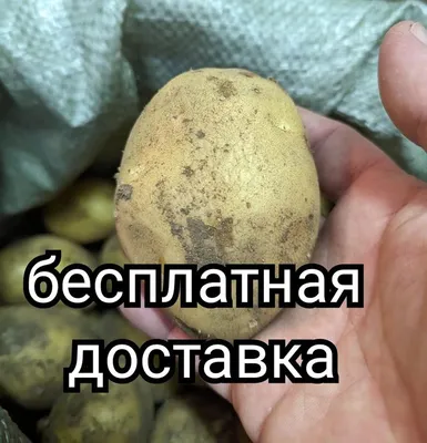 How to grow POTATOES IN a BAG! A unique method of growing  potatoes!│Bashinkom - YouTube