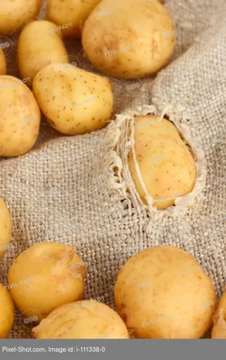 Картофель мешками картошка в мешках бесплатная доставка качество: 120 тг. -  Продукты питания / напитки Уштобе на Olx