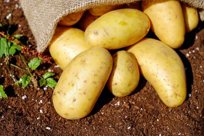 Картошка в мешках: посадка, выращивание, уход, сбор урожая, советы, плюсы и  минусы
