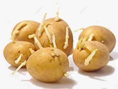 Выращивание картофеля в мешках. - YouTube