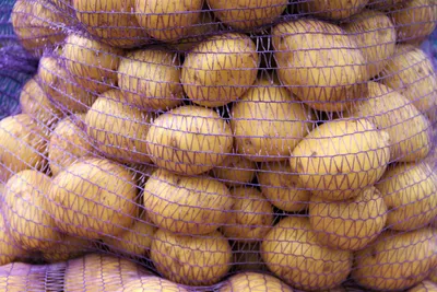 свежий картофель в сетках стоковое изображение. изображение насчитывающей  пол - 229529051