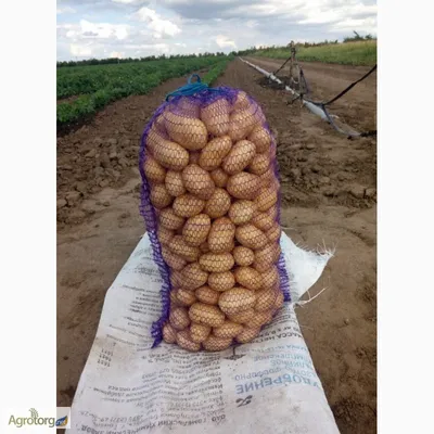 Какая сетка подходит под картофель и другие культуры? – агромагазин  «Agrolavka.com.ua» - Бізнес новини Дружківки