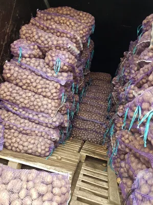 Где запастись картошкой на зиму в Бобруйске: подборка объявлений |  bobruisk.ru