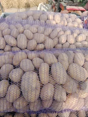 Картофель оптом, Гала, 5, 5+, сетка зашивка 25 кг, навалом и на паллетах,  отгрузка Тульская — Agro-Russia