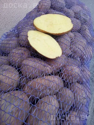 Сетка для картофеля - купить в Москве, сетка-мешок для картофеля - цена от  производителя Новый Век Агротехнологий