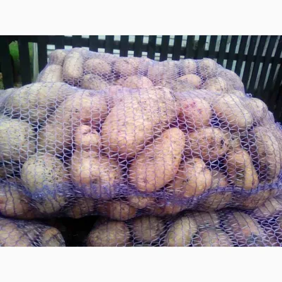Картофель в сетках доставка, цена 0.45 р. купить в Витебске на Куфаре -  Объявление №215738182