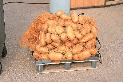 Картофель белый Тульская Нива Light мытый в сетке ~2 кг – купить в  Екатеринбурге с доставкой. Цена 91 ₽ в интернет-магазине МегаМаркет