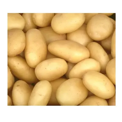 Молодой картофель , Спунта, Шафран , сетка 25