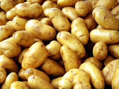 картофель семенной Жуковский 55-60 дн. очень ранний, мякоть белая купить в  Самаре по цене 79 руб.