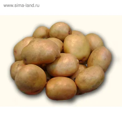 Первая картошка в сезоне, сорт Жуковский ранний, о вкусе. Как хранить  ранние сорта картофеля зимой | уДачный проект | Дзен