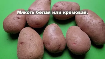 Магазин Дачник - Внимание! В наличии картофель удача, ред Скарлет, Жуковский  ранний, беллароза 🥔 | Facebook