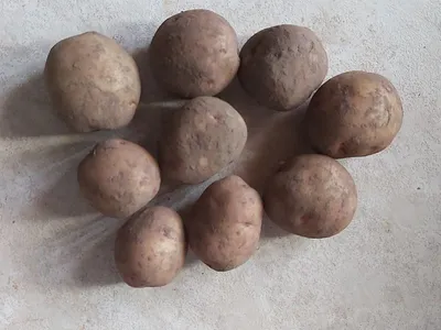 Вкусный, урожайный и хорошо хранится: какой сорт картофеля я считаю лучшим