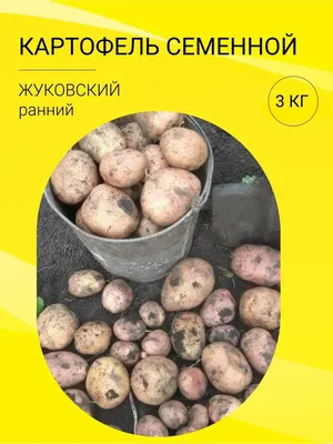 Ранние и ультраранние сорта картофеля (описание с фото) | На грядке  (Огород.ru)