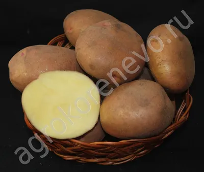 Картофель Каратоп (Karatop) | Сорта картофеля