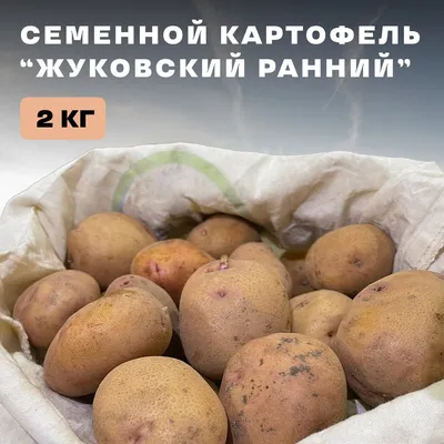 Топ-7 сортов картофеля, устойчивых к парше | На грядке (Огород.ru)