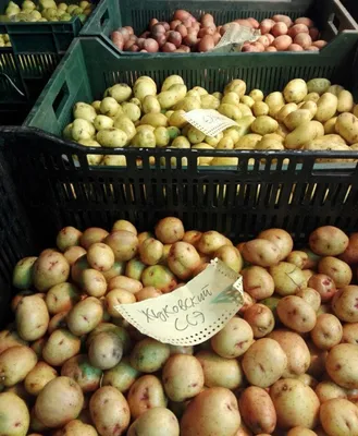 Купить семенной картофель оптом Чита, Забайкальский край