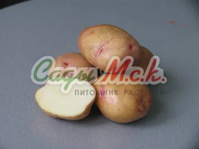 Картофель семенной Жуковский Ранний 4 кг, цена 999 руб. купить в  Зеленчукской