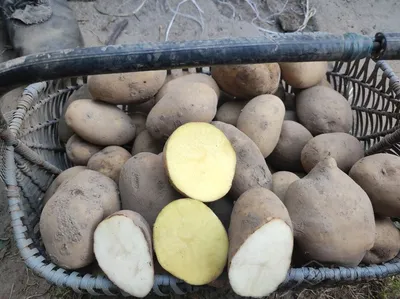 Картофель журавинка фото фото
