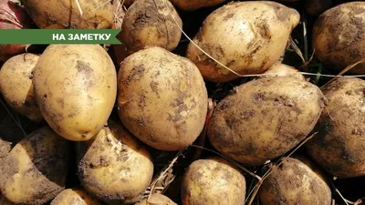 Какие цены на картофель на Маргаритинке у «Норд Экспо» в Архангельске - 15  сентября 2022 - 29.ru
