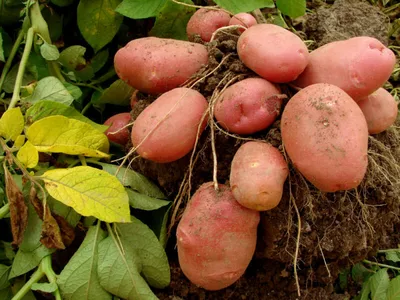 Провел настоящее расследование — существует ли на самом деле сорт картофеля  Дрова? Делюсь результатами | Огородные шпаргалки | Дзен
