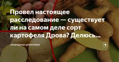Провел настоящее расследование — существует ли на самом деле сорт картофеля  Дрова? Делюсь результатами | Огородные шпаргалки | Дзен