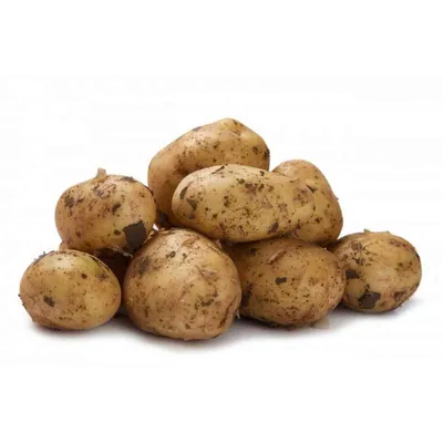 Семенной картофель Гала — Рассада цветов и овощей.