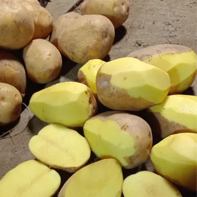Сорт картофеля Гала - описание, характеристики, плюсы и минусы