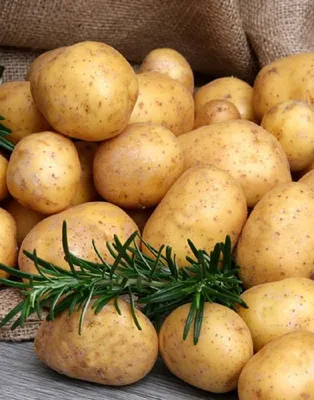 Сорт картофеля «Гала» | Агропромышленный вестник