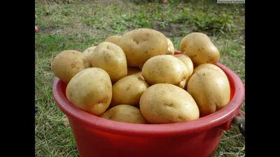 Картофель семенной купить недорого в магазине в Астрахани, цена 2024