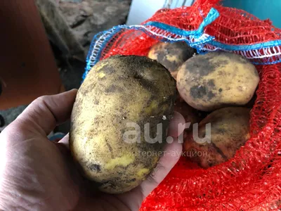 Продам/купить картофель ГАЛА ОПТОМ от производителя, Железногорск-Илимский  — ZernoRU.com