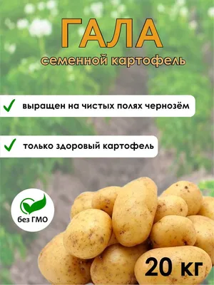Копаю картофель Гала от Садов России. Урожай из 11 картофелин | Пикабу