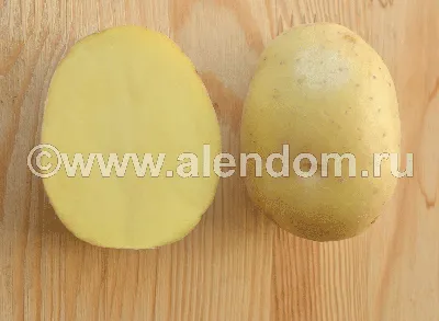 Картофель Гала желтый (10 кг) - IRMAG.RU