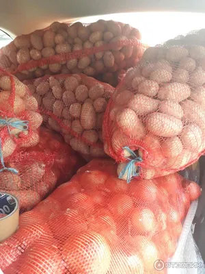 Картофель \"Гала\" Краснодарский 1 кг, купить с доставкой в магазине Деревня  Живёт в Москве и области.
