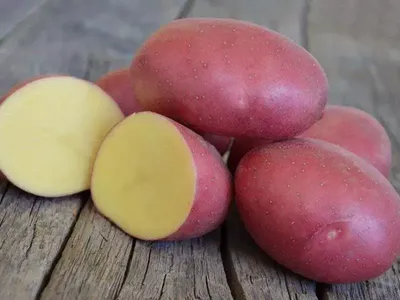 Сосед посоветовал неприхотливый и всегда урожайный сорт картофеля «Гала»,  теперь сажаем его каждый год. Рассказываю, что нам в нем нравится |  Цветущий фикус | Дзен