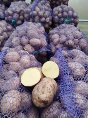 Картофель Гала РС1 ~20 кг купить оптом в Томске по цене 2 340 руб.