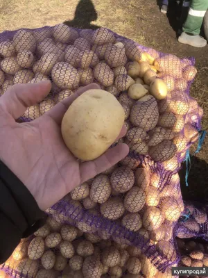 Гала - картофель. Характеристики и отзывы