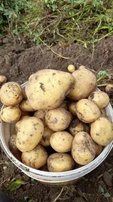 картофель картошка адретта гала ведро 10 л 8 кг урожай 2018 г. — купить в  Красноярске. Картофель на интернет-аукционе Au.ru