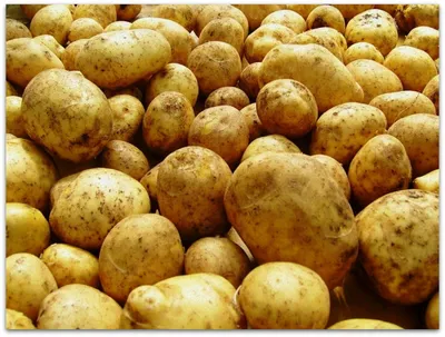 Продам хороший картофель ЛАУРА, Гала, Винета, Мелоди, Марабель