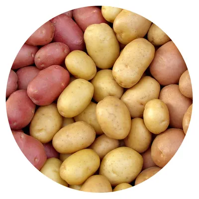Картофель с ростками. овощи в джутовой корзине. | Премиум Фото