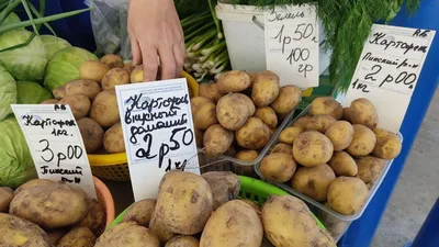 Servired sp. z o.o - Вот такая чудо-«картошка» растёт у нас в Испании на  территории хостела. 🥝🥝🥝 | Facebook