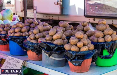Картофель Околиця - купить семенной картофель с доставкой по Украине в  магазине Добродар
