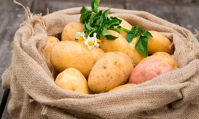 Ведро картофеля с куста! - уДачный огород