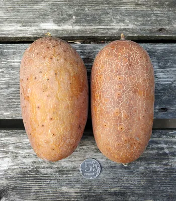 Тест: сможете отличить киви от картошки? Будет непросто | Вокруг Света