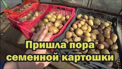 Agrohoroscope of potato vernalization for April 2023. Agrohoroscope of  vernalization of potatoes in - YouTube