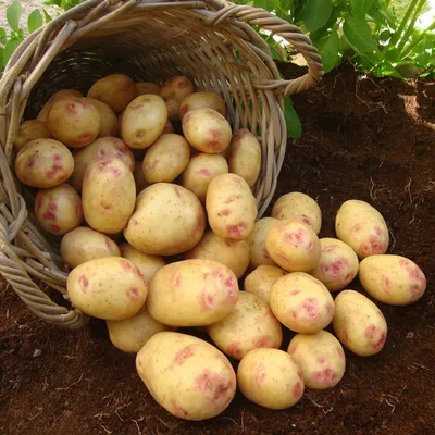 Волосатая картошка - это киви» — создано в Шедевруме