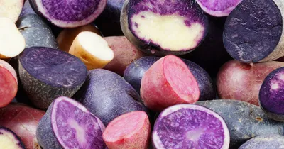 Продам/купить картофель с цветной мякотью Солоха, Киев — Agro-Ukraine