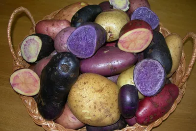 Фиолетовый и розовый картофель - видео с описанием сортов - Рецепты,  продукты, еда | Сегодня