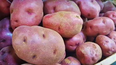 Картошка фиолетовая Солоха: 30 грн. - Продукты питания / напитки Красноград  на Olx