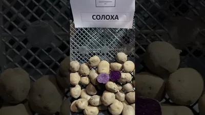 Картопля Солоха, фіолетова картошка, картофель: 25 грн. - Продукти  харчування / напої Босівка на Olx